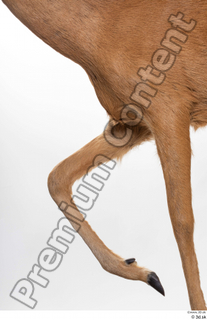 Deer Doe 2 leg 0025.jpg